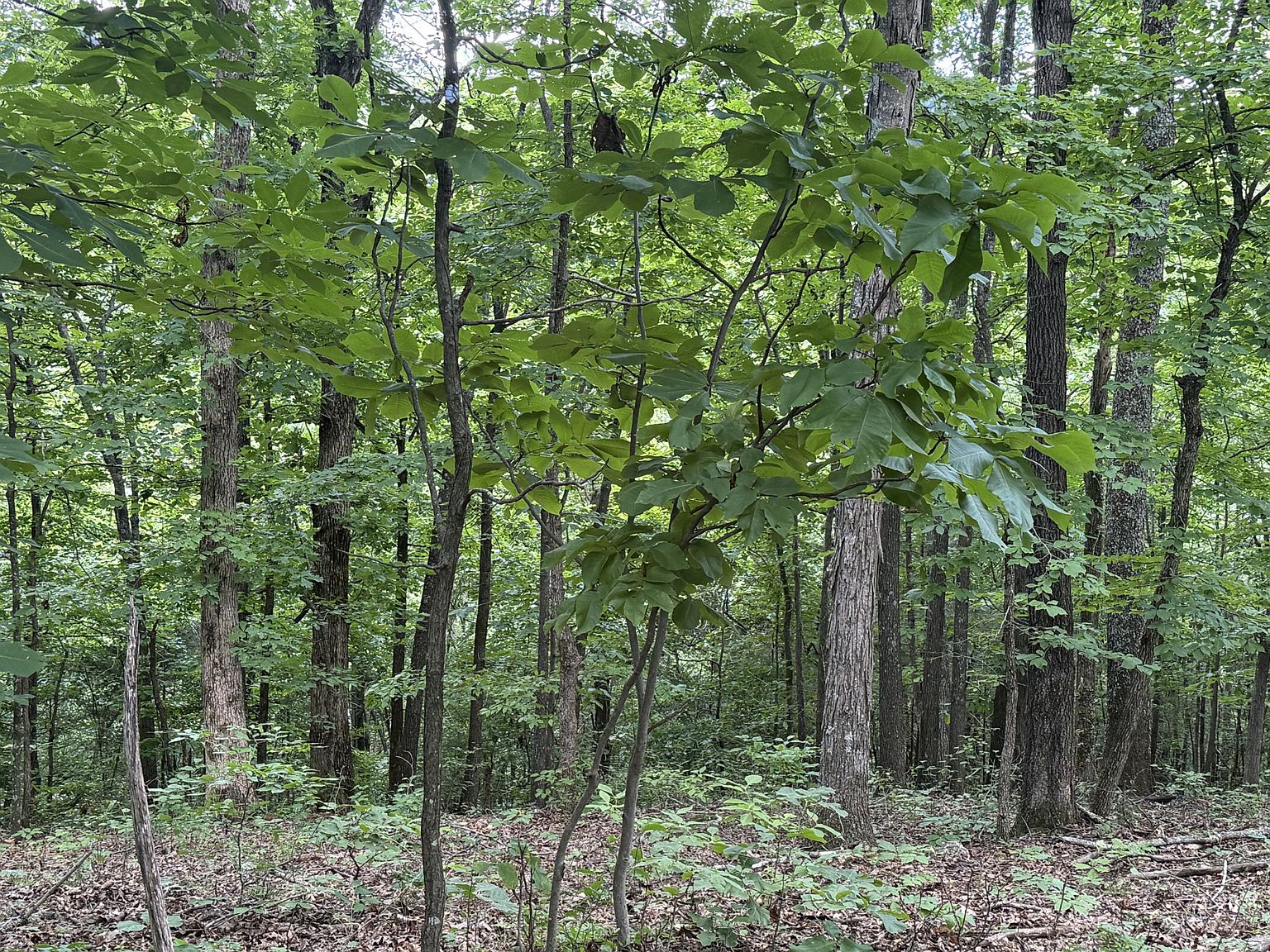 Dense forest with tall trees and lush green undergrowth; sunlight filters through the leaves.