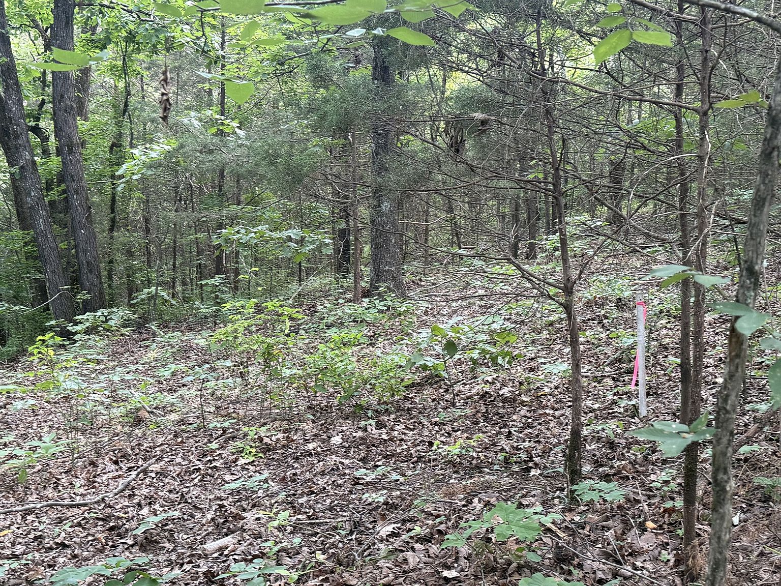 A small forest clearing with many young trees, leafy undergrowth, and a leaf-lined ground; a pink ribbon marker is tied to a stake among the trees.