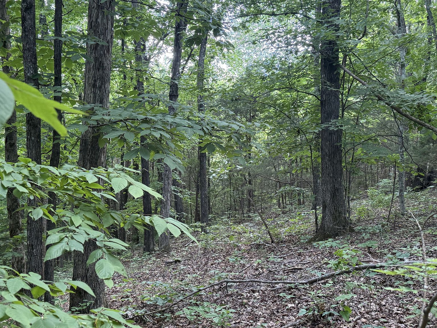 Dense deciduous forest with tall tree trunks and a green leafy understory on the ground coverd in leaves.