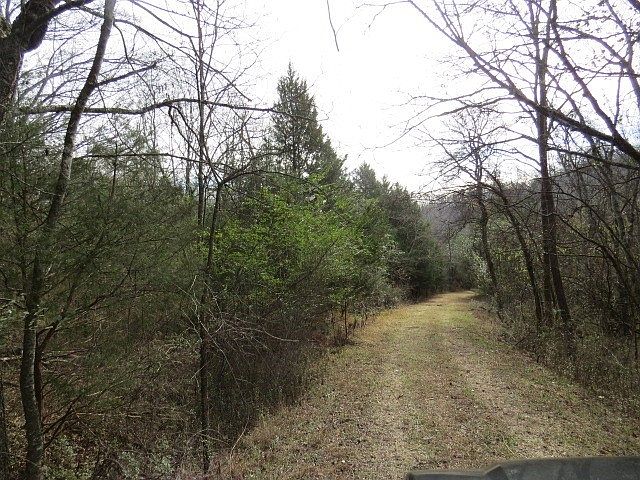 Dirt path through a leafless forest with green shrubs along the sides, stretching into the distance.