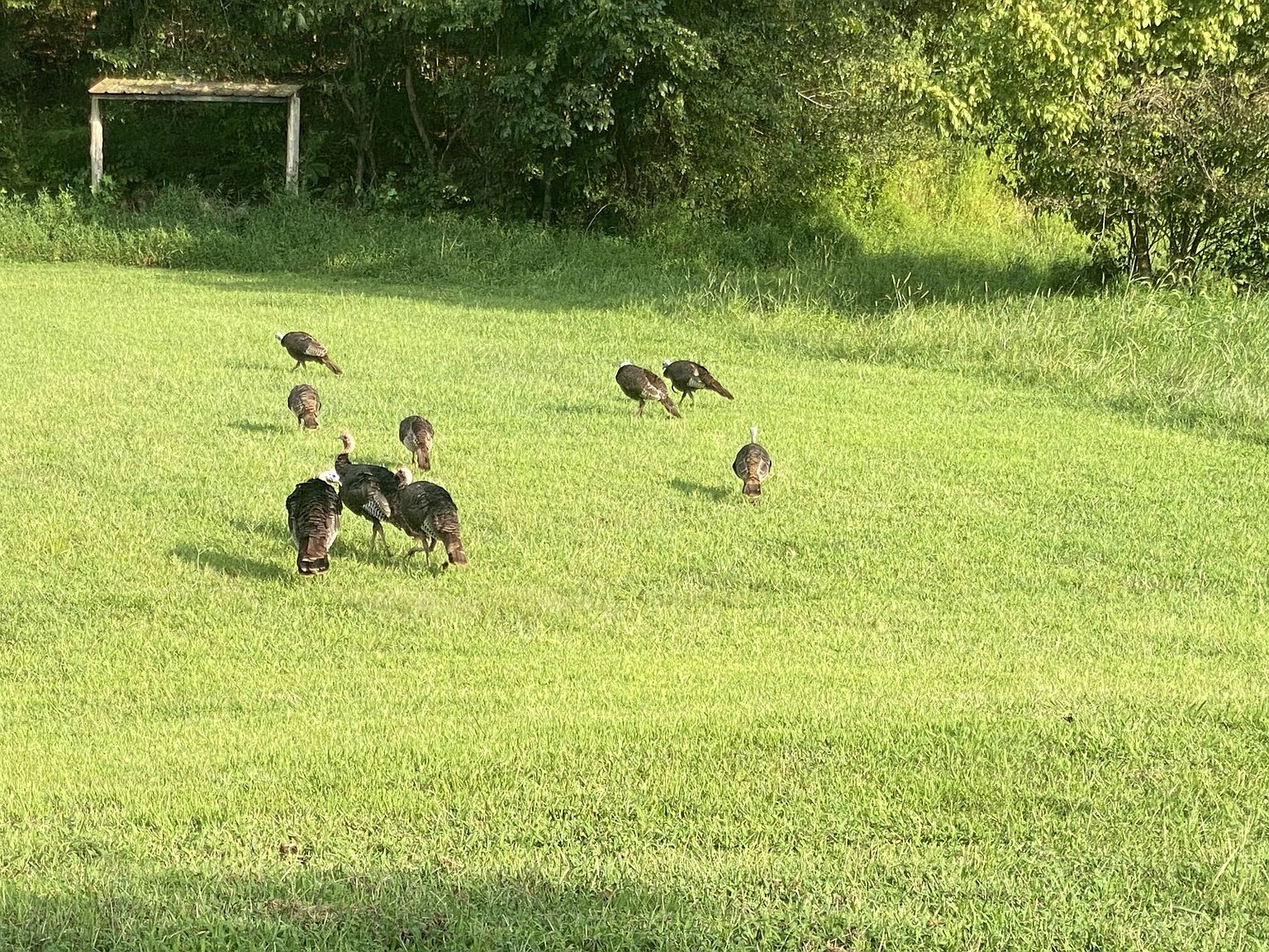Group of wild turkeys foraging on a sunlit grassy field with trees in the background.