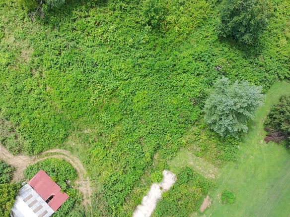 Aerial view of dense green foliage with a red-roofed building bottom-left, a dirt path, and a light smoke trail in the center.
