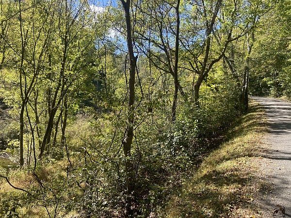 A sunlit gravel trail runs along a dense scrubby forest with leafy trees on the left and grass on the right edge of the path.