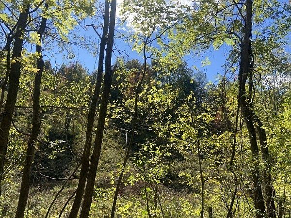 Sunlit forest with slender tree trunks and bright green leaves against a blue sky, spring scene.