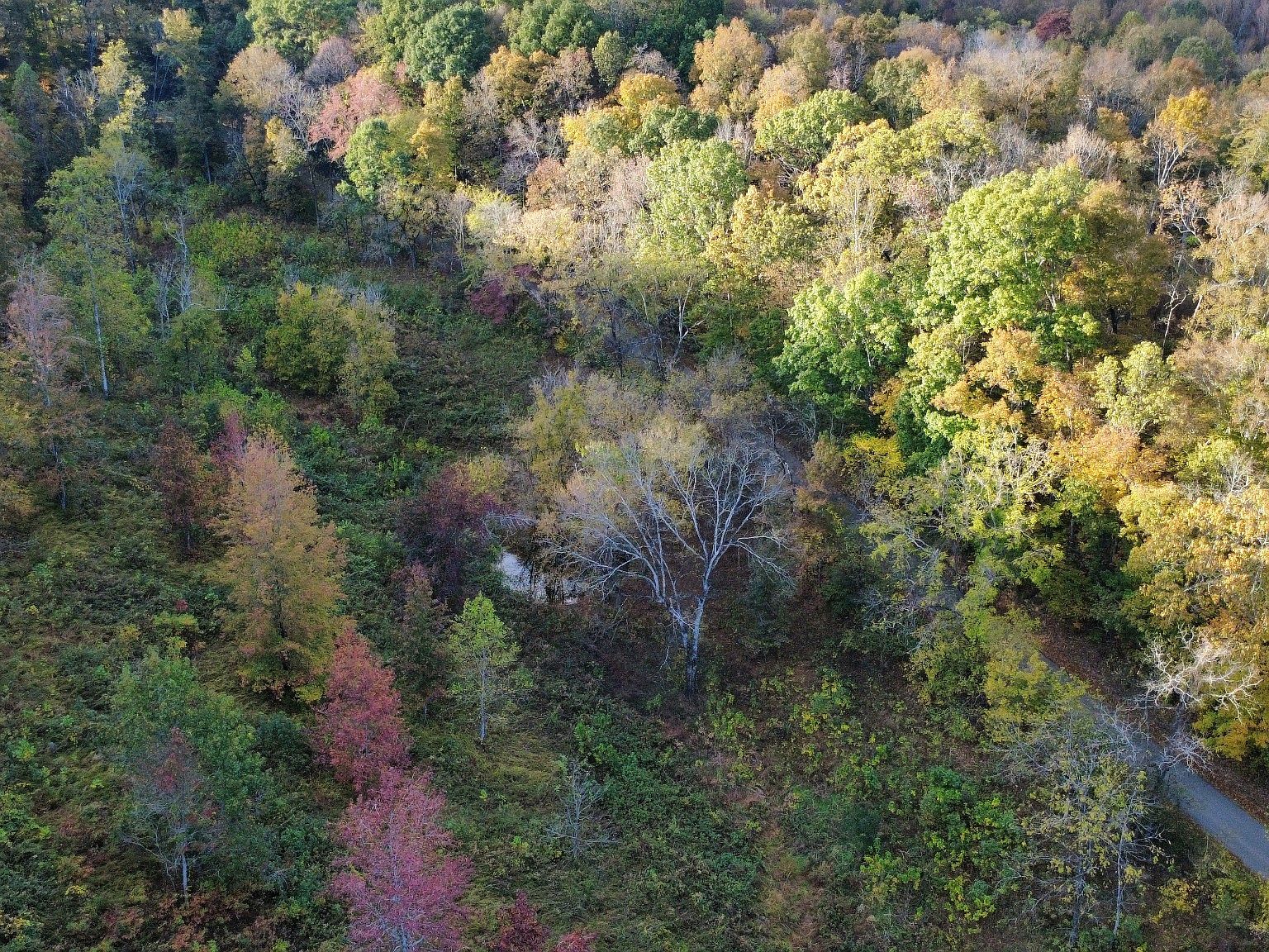 Aerial view of a deciduous forest in autumn with colorful foliage; a leafless white-barked tree stands near center.